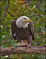 _1SB7913 american bald eagle